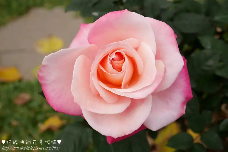 【台北-中山區】花博新生園區玫瑰展（玫瑰園內）♥春節期間不打烊、照常開放