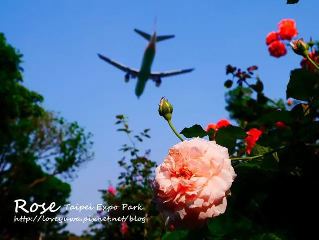 【台北◍•ᴗ•◍中山】景點・免費賞花景點，台北花博新生玫瑰園｜台北玫瑰園(4/30花況)｜台北玫瑰園春季玫瑰展600種玫瑰登場，婚紗拍攝熱門景點｜情人約會景點｜心形造景