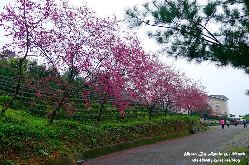 ◎【宜蘭大同 賞櫻秘密景點】櫻花仙境無誤~茶園伴櫻花，除了美麗，還是美麗！