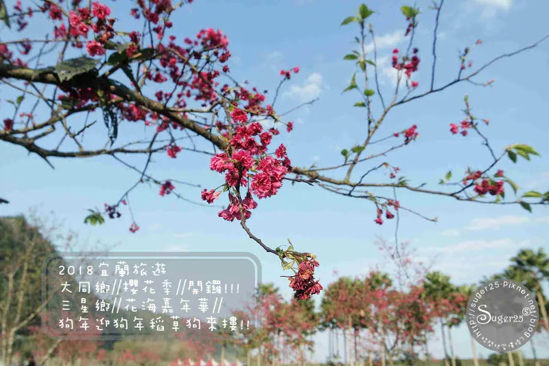 [旅遊]2018宜蘭旅遊 大同鄉//櫻花季//開始摟!!&三星鄉//花海嘉年華//狗年迎稻草狗來摟!!--宜蘭