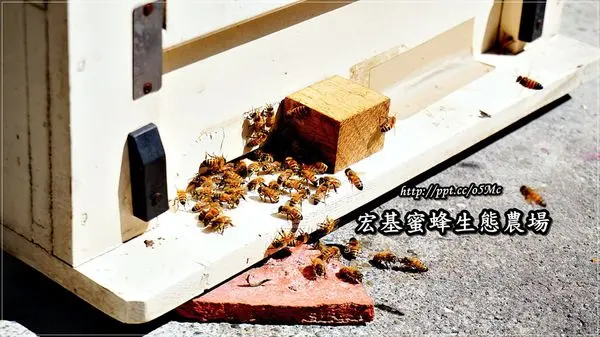 【南投/埔里】百萬蜜蜂隧道，妳敢挑戰嗎？♪♪宏基蜜蜂生態農場♪♪