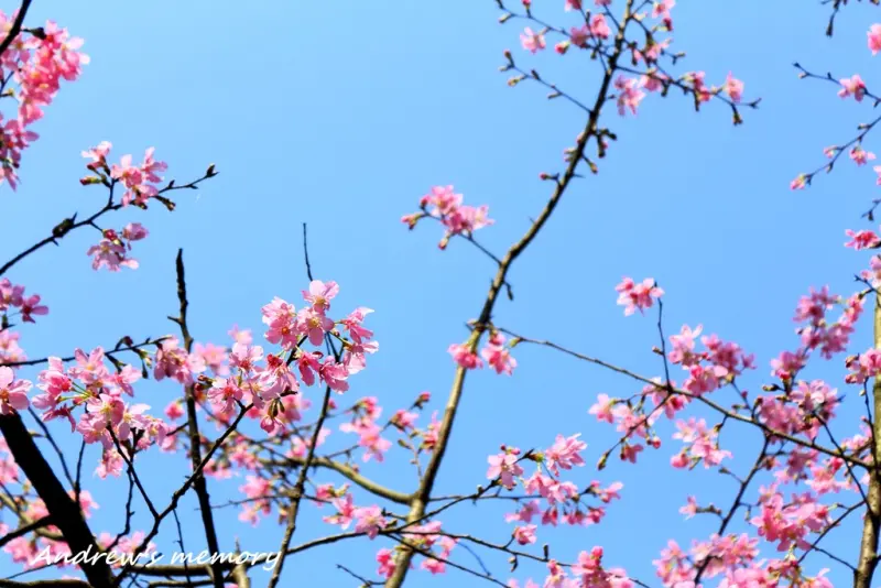 20150217 三芝櫻花季 - 漫天飛舞的櫻紅隧道，三芝櫻木花道。