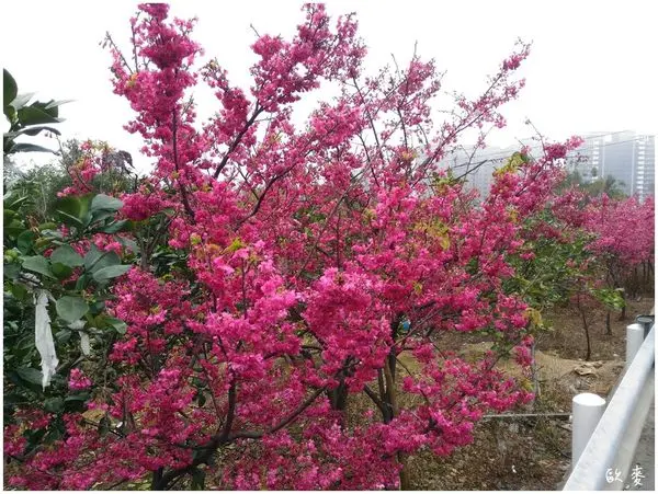 三芝︱漫步櫻花林在櫻木花道