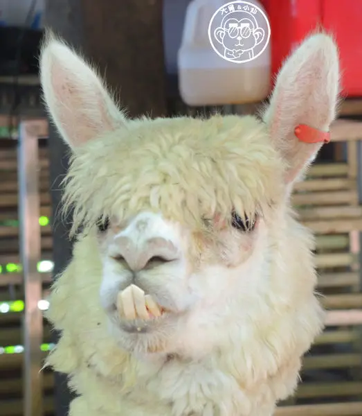 作伙來企投【彰化市･今夜星辰休閒農場】還有浪漫戶外造景        
      