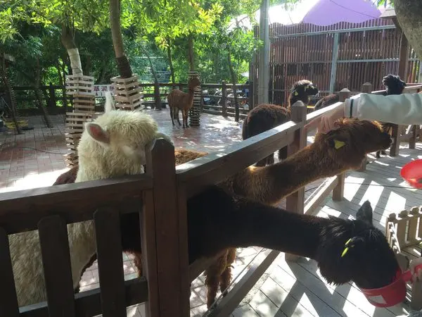 彰化 今夜星辰休閒農場