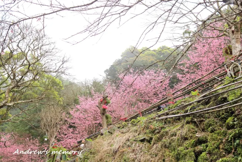 【新北．淡水】楓樹湖櫻花秘境，原來盡頭藏有現代櫻花源！