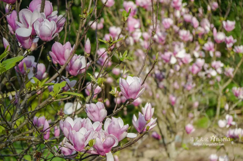 粉嫩優雅木蓮花看過沒？淡水楓樹湖木蓮花 花開正美 - 遇見天使~Angela