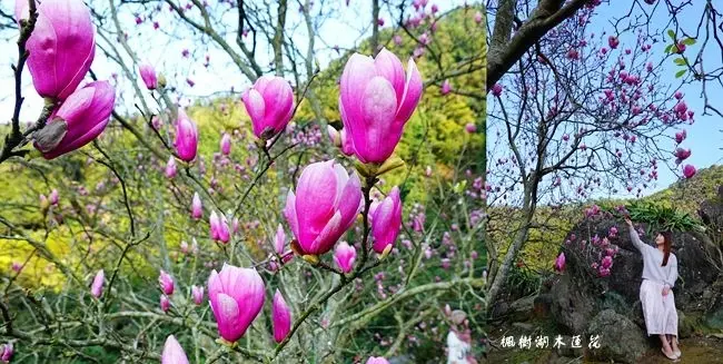 2020台北賞花景點∣木蓮花祕境 ▶ 2020楓樹湖木蓮花最新花況、交通資訊 ▶ 天元宮秘境木蓮花盛開 楓樹湖步道∣楓樹湖巨石花園∣淡水賞木蓮花一日遊!