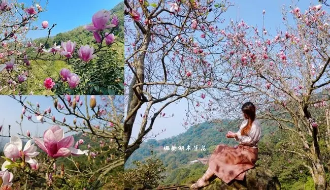 2021楓樹湖木蓮花 ▶ 楓樹湖巨石花園 ▶  木蓮花、茶花、櫻花美不勝收 楓樹湖木蓮花最新花況、淡水楓樹湖交通!