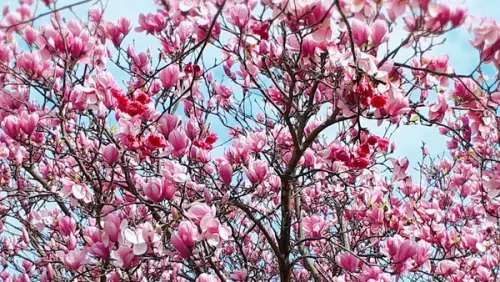 【2018楓樹湖木蓮花】現在正值木蓮花爆滿開/2018/2/19最新花況/走入夢幻十里桃花源記
