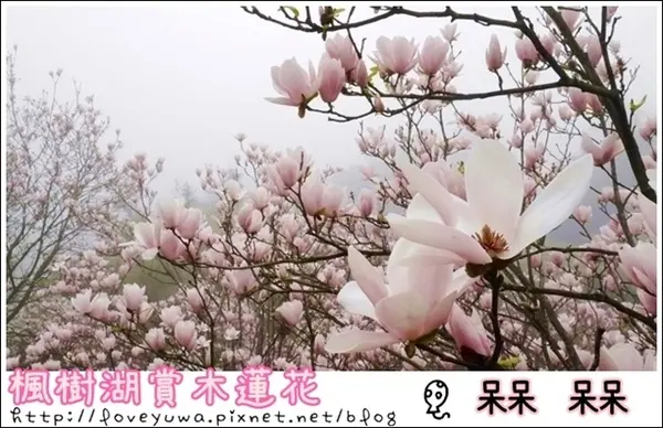 【新北◍•ᴗ•◍淡水】景點・淡水楓樹湖賞木蓮花✯木蘭、辛夷景點｜冰清玉潔木蓮千株花海秘境              