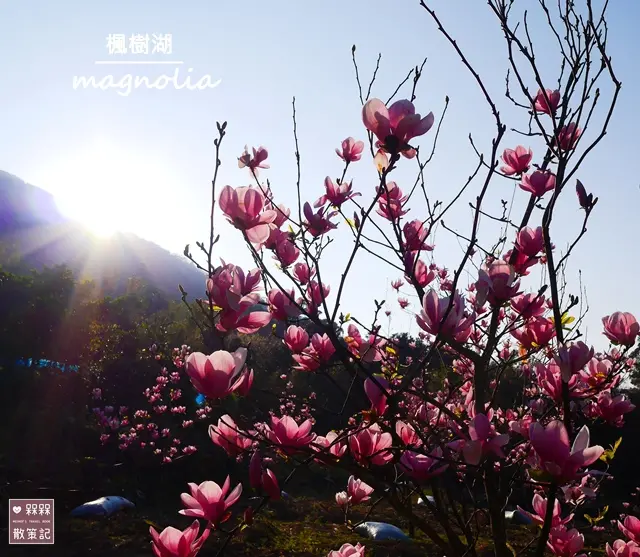 淡水楓樹湖千株木蓮花園～與櫻花共譜粉白色的浪漫