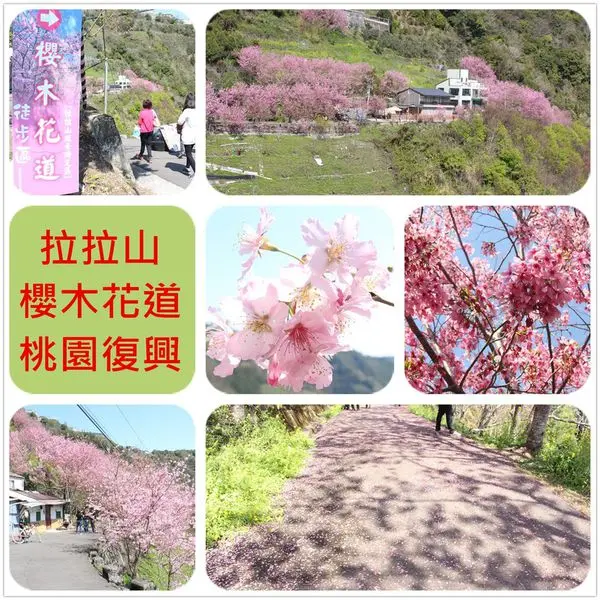 [桃園復興]1040227拉拉山櫻木花道~粉紅浪漫昭和櫻盛開，走在小道被粉櫻包圍完全浪漫極了
