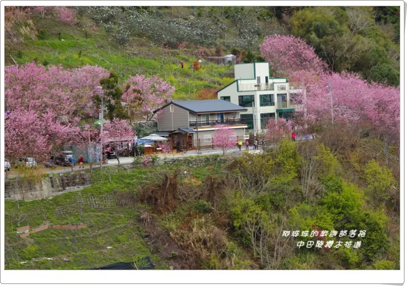 桃園復興。中巴陵櫻木花道賞花去