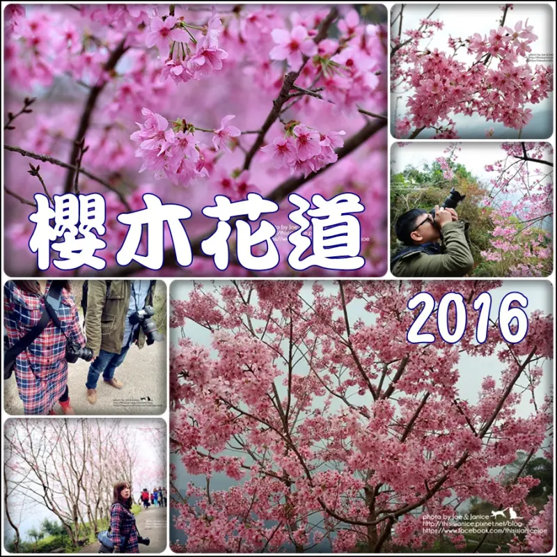 隨拍°桃園復興 -《 櫻木花道 》讓我們衝中巴陵，感受一整片的粉紅櫻花吧 (2016/03/07拍攝)