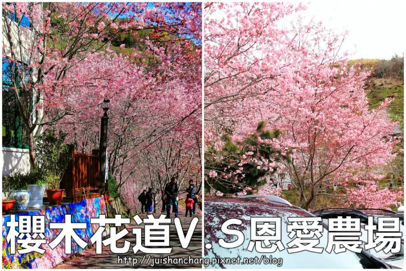 【遊記—桃園復興】中巴陵。櫻木花道VS拉拉山。恩愛農場～迷你隱藏版武陵農場滴家啦！