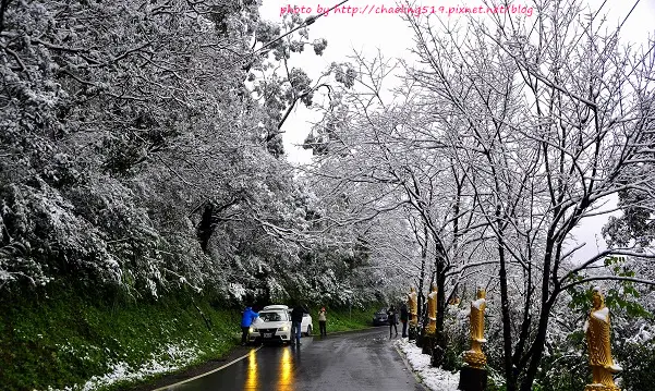 歐ya ～我的家鄉下雪了！另類的雪地 - 賞櫻