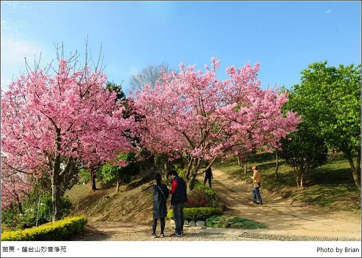 苗栗蓮臺山妙音淨苑。佛門淨地沿山昭和櫻盛開夢幻美景
