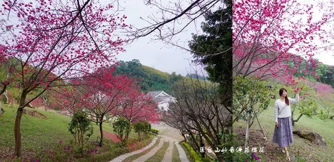 2020櫻花季∣苗栗賞櫻秘境 ▶ 蓮臺山妙音淨苑櫻花 ▶ 2020櫻花最新花況、蓮臺山櫻花情報 苗栗獅潭賞櫻花景點 苗栗獅潭賞櫻一日遊!