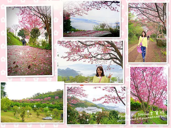 【苗栗-獅潭】賞櫻又可以觀雲海的爆紅秘境@蓮台山妙音淨苑★苗栗/苗栗賞櫻/獅潭賞櫻/櫻花秘境/蓮台山賞櫻