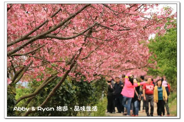 【苗栗景點．獅潭】蓮臺山妙音淨苑～賞櫻花/觀雲海．整排的櫻花樹盛開囉！