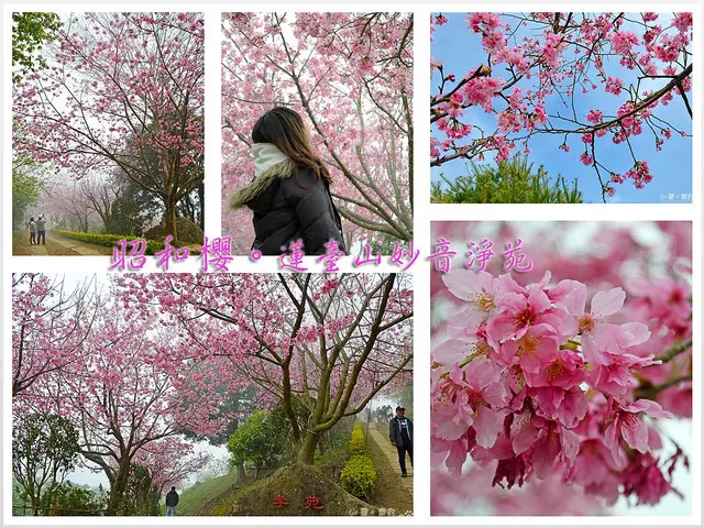 【苗栗。遊記】昭和櫻滿開媲美日本!!。苗栗高山聖境賞櫻秘境 ─ 蓮臺山妙音淨苑(2018/02/25 最新花況：約九成近滿開)