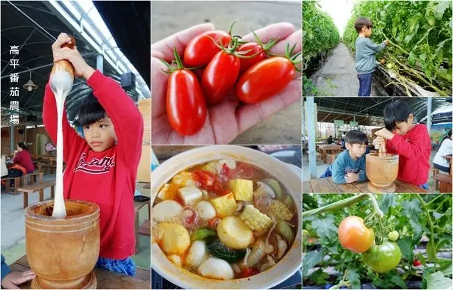 新竹親子農場 ▶ 高平番茄農場 ▶ 親子採草莓、採番茄 客家麻糬DIY 番茄火鍋好好吃 雨天也好玩! 新竹一日遊景點!