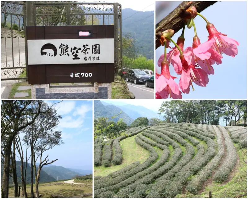 新北三峽～熊空茶園，賞櫻、品茶、健行去