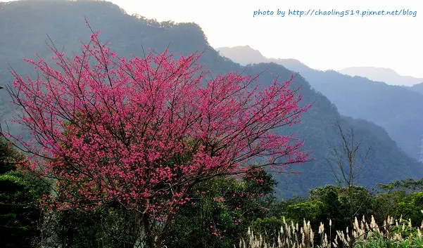 熊空茶園 - 櫻花季。插角國小 - 好楓情