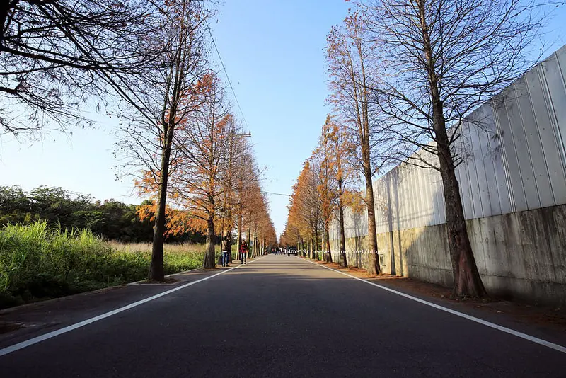 【桃園大溪】落羽松 - 石園路上的紅色大道.屬於冬天的美麗.菸酒公賣局旁邊巷內.桃園推薦景點