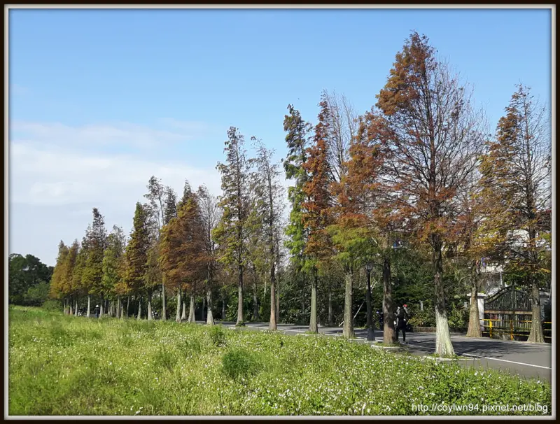 有如冬季戀歌的浪漫場景~大溪石園路落羽松