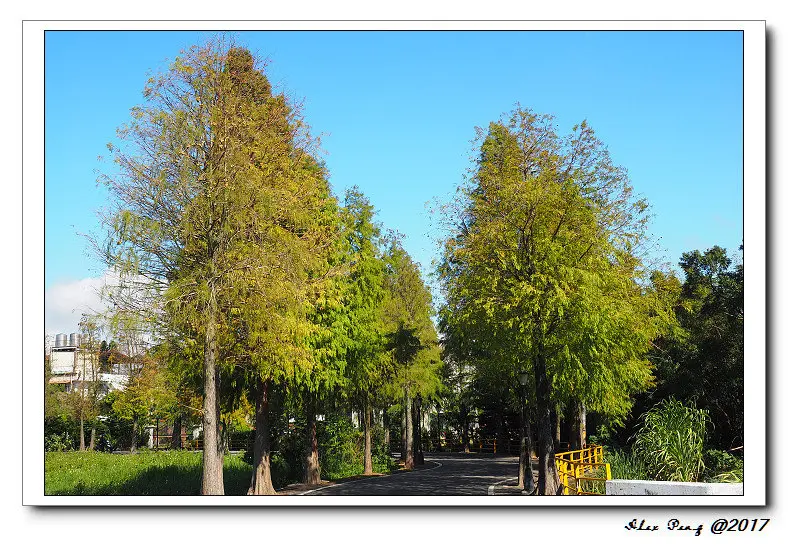 桃園市-大溪區-落羽松大道(11/9)