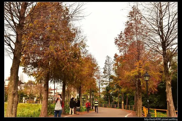 20160110桃園龍潭石園巷落羽松大道