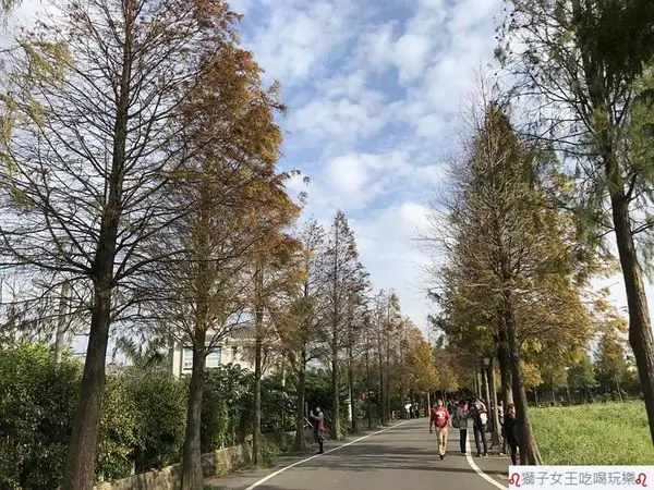 (桃園●大溪)大溪石園路落羽松~已不是秘境的落羽松秘境~紅黃綠的秋冬美景