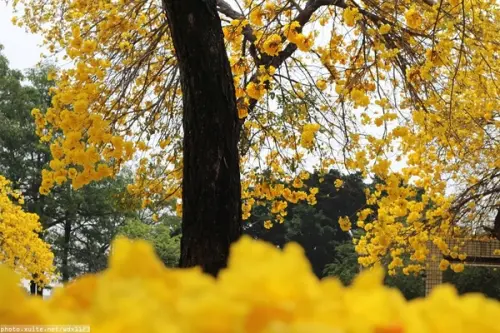 台中豐富公園✪黃金風鈴木~我也趕上了~104.03.08        
      