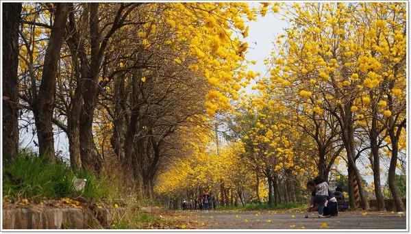 【遊】【嘉義】黃金風鈴木怒放朴子溪畔