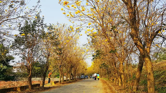 朴子溪防汛道黃花風鈴木。走在黃色密碼小徑上。既陽光又熱情