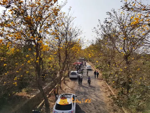 【嘉義旅遊】朴子溪防汛道南堤《黃花風鈴木黃金隧道》2018花開五成