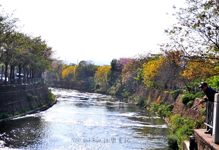 【台中】黃金風鈴木賞花地圖-環河東路河畔上的黃金雨，灰紫色苦楝樹也開花了!潮洋公園，戶政事務所附近