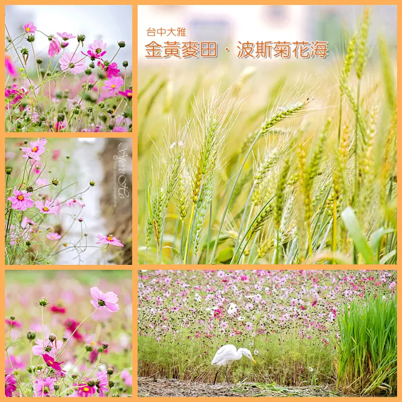 【台中】大雅 ．充滿幸福的金色麥浪、大地上的彩虹- 波斯菊花海