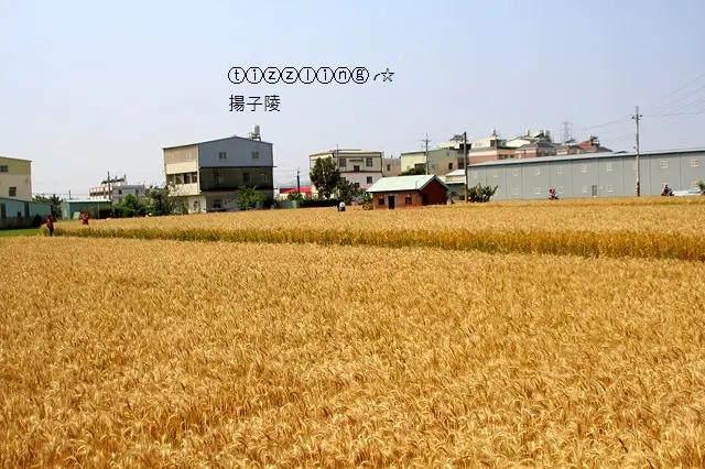 季節限定。2018台中大雅小麥文化節&麥香。原來我們那麼近～