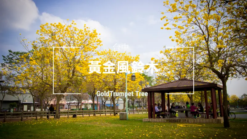 【玩樂．台中】黃花風鈴木賞花景點／台中北屯廍子公園～賞黃花風鈴木最佳地點吸睛又浪漫