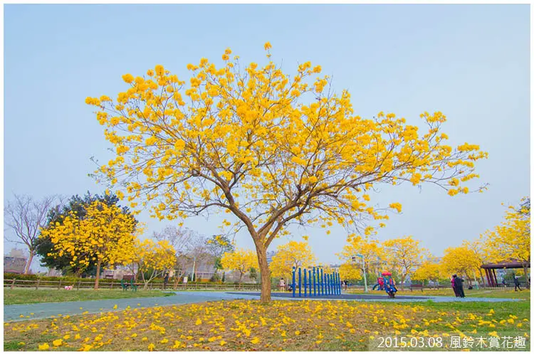【台中】廍子公園‧風鈴木花海-歡迎來到金黃色的異國世界！