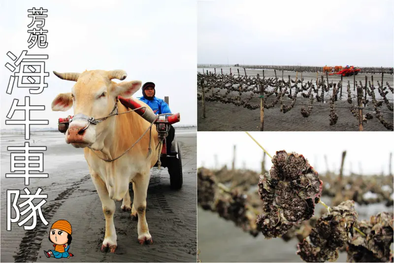 《遊記—彰化芳苑》番挖海牛車隊～坐牛車採蚵趣！