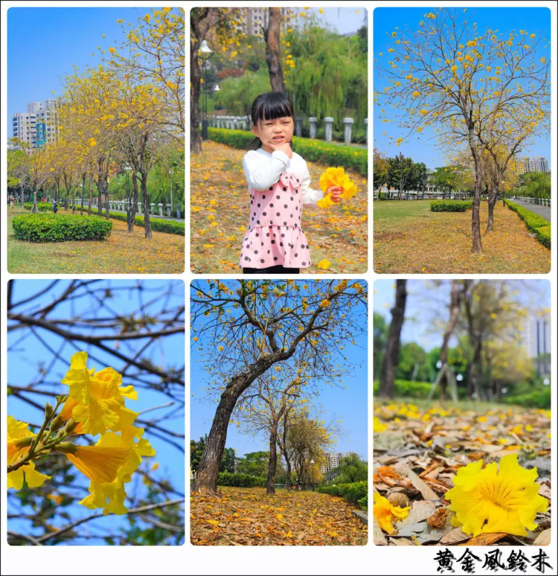 [賞花]【紅線巨蛋站】高雄河堤社區。黃金風鈴木耀眼綻放
