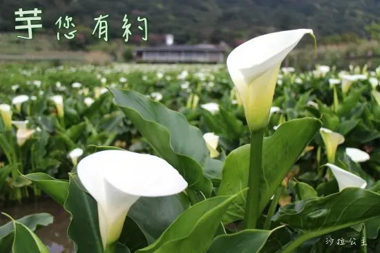 2015陽明山竹子湖海芋(3/20～4/26)/北投景點/名廚二店