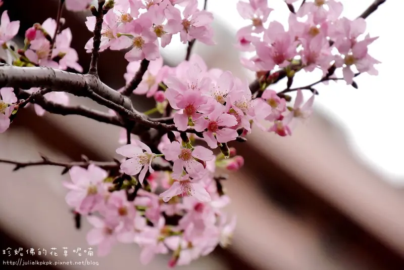【新北-土城區】希望之河左岸賞櫻，柚花正香（捷運海山站三號出口）
