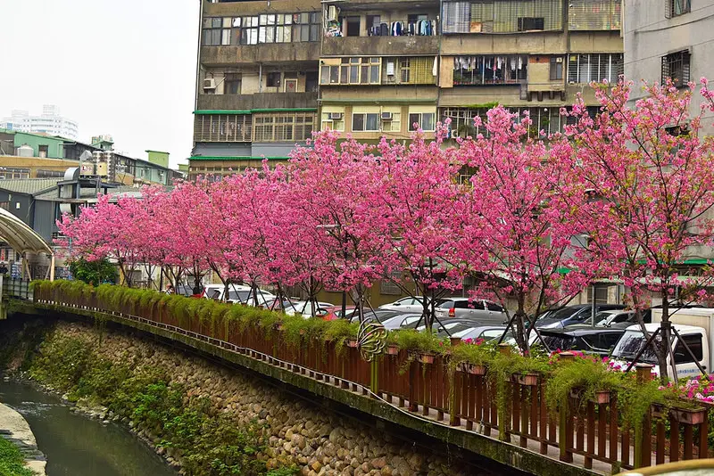 土城希望之河-櫻