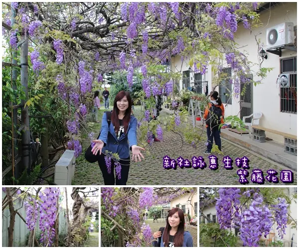 【台中景點】新社詠惠生技紫藤花園~免費參觀紫色迷幻的祕密花園/農場共應拍照用的梯子/小小順遊景點        
      