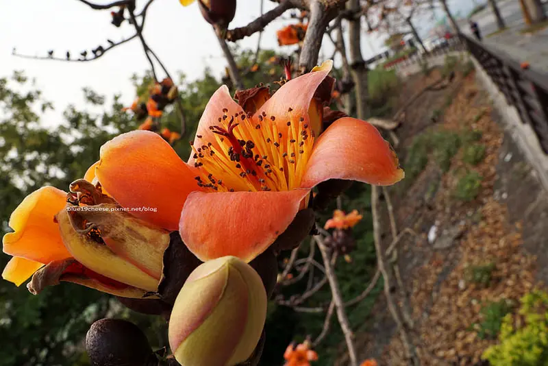 【台中東勢】木棉花道 - 東勢河濱公園三月熱情火紅盛開中.順便吃東勢美味小吃.親子半日遊